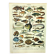 Gravure ancienne 1897 A. Millot - Poissons 1, animaux marins