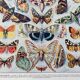 Illustration Millot "Papillons"