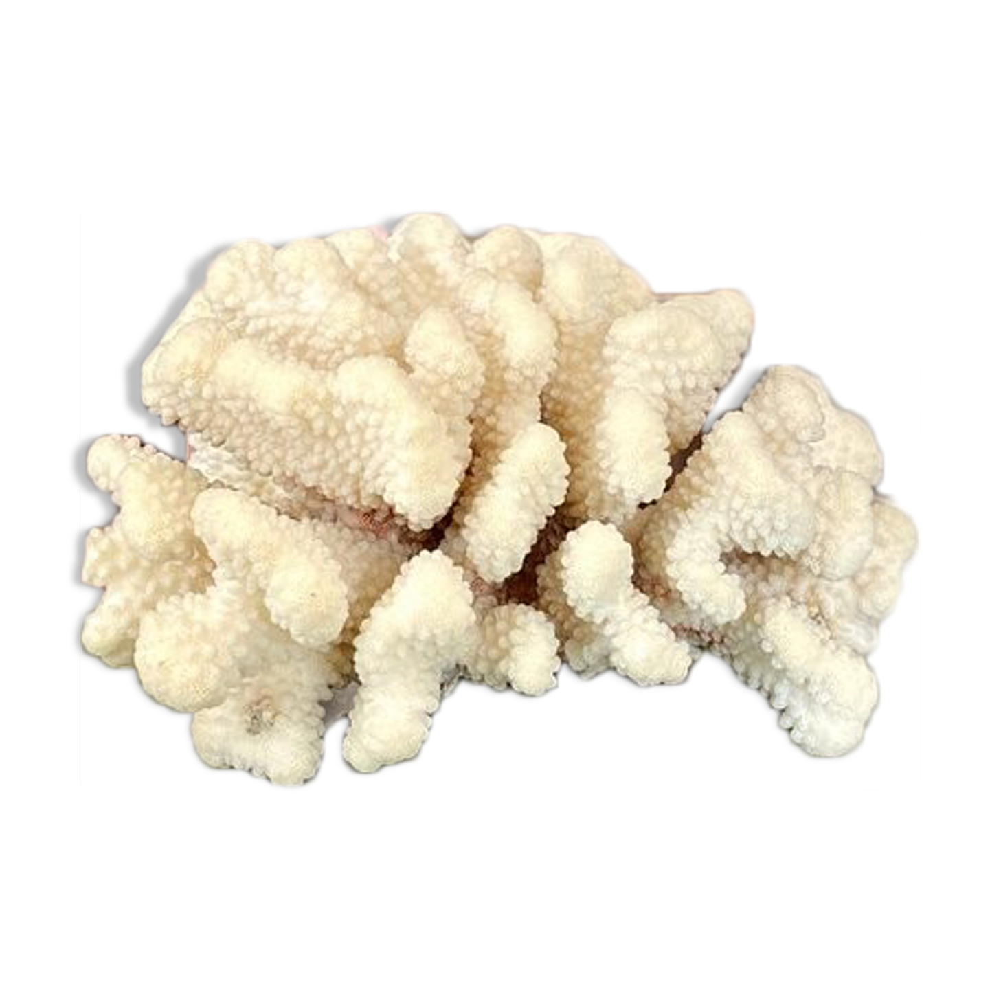 Acropora, corail blanc