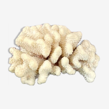 Acropora, corail blanc