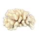 Acropora, corail blanc