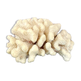 Acropora, corail blanc
