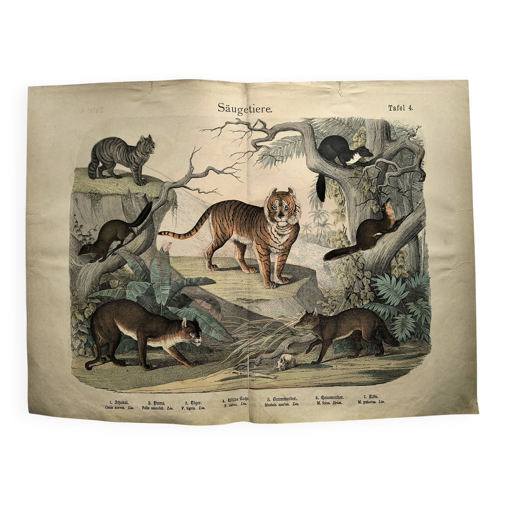 Large antique engraving, 1886 - Tigers and mammals. Lithograph plate