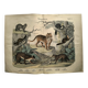 Large antique engraving, 1886 - Tigers and mammals. Lithograph plate