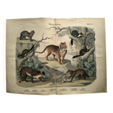 Large antique engraving, 1886 - Tigers and mammals. Lithograph plate