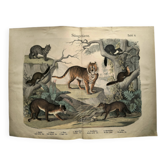 Large antique engraving, 1886 - Tigers and mammals. Lithograph plate