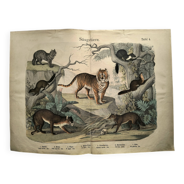 Large antique engraving, 1886 - Tigers and mammals. Lithograph plate