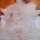 New sheepskin
