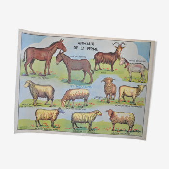 Educational poster of Anscombre/Lang Paris farm animals