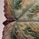 Plat céramique en forme de feuille