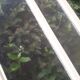 Old translucent glass communication door 82.5x214.2cm