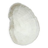 Large white coral