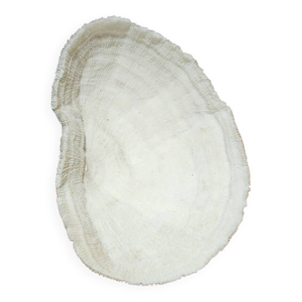Grand corail blanc