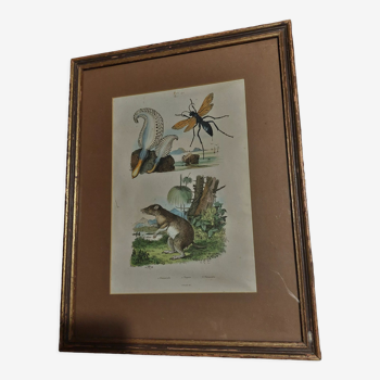 Animal engraving XIXth framed