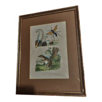 Animal engraving XIXth framed