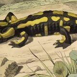 Original zoological plate of 1839 " the terrestrial salamander,....