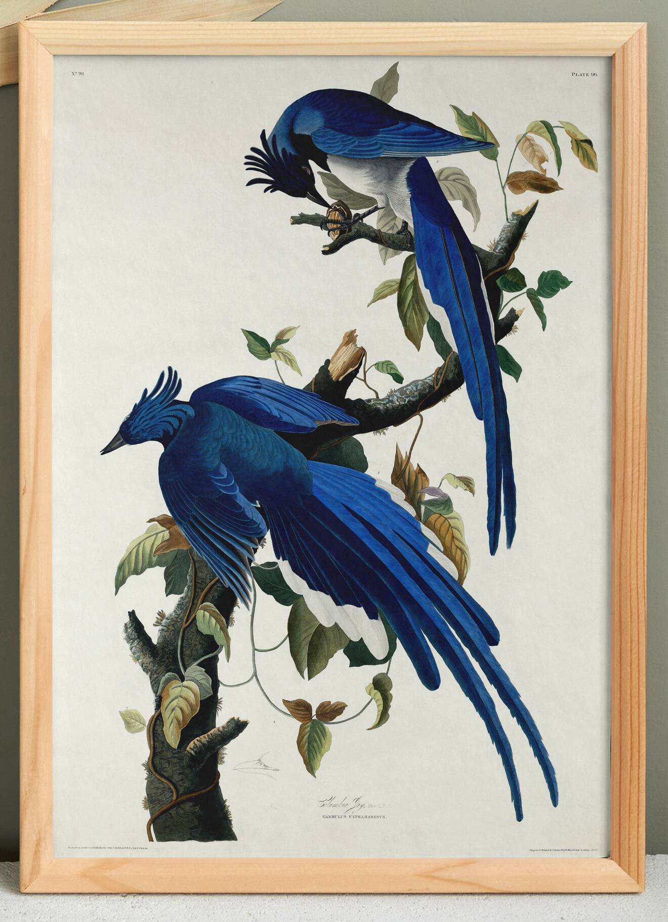 Poster about the Blue Jay, based on an old engraving from 1827.