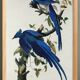 Poster about the Blue Jay, based on an old engraving from 1827.