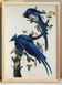 Poster about the Blue Jay, based on an old engraving from 1827.