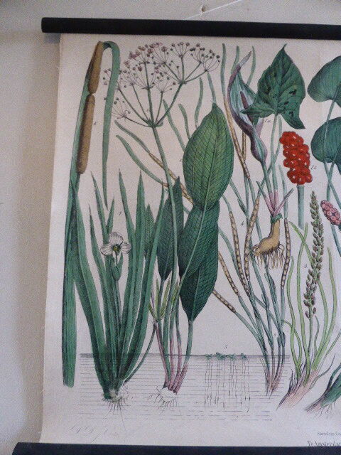 Botanical board numero XLVIII