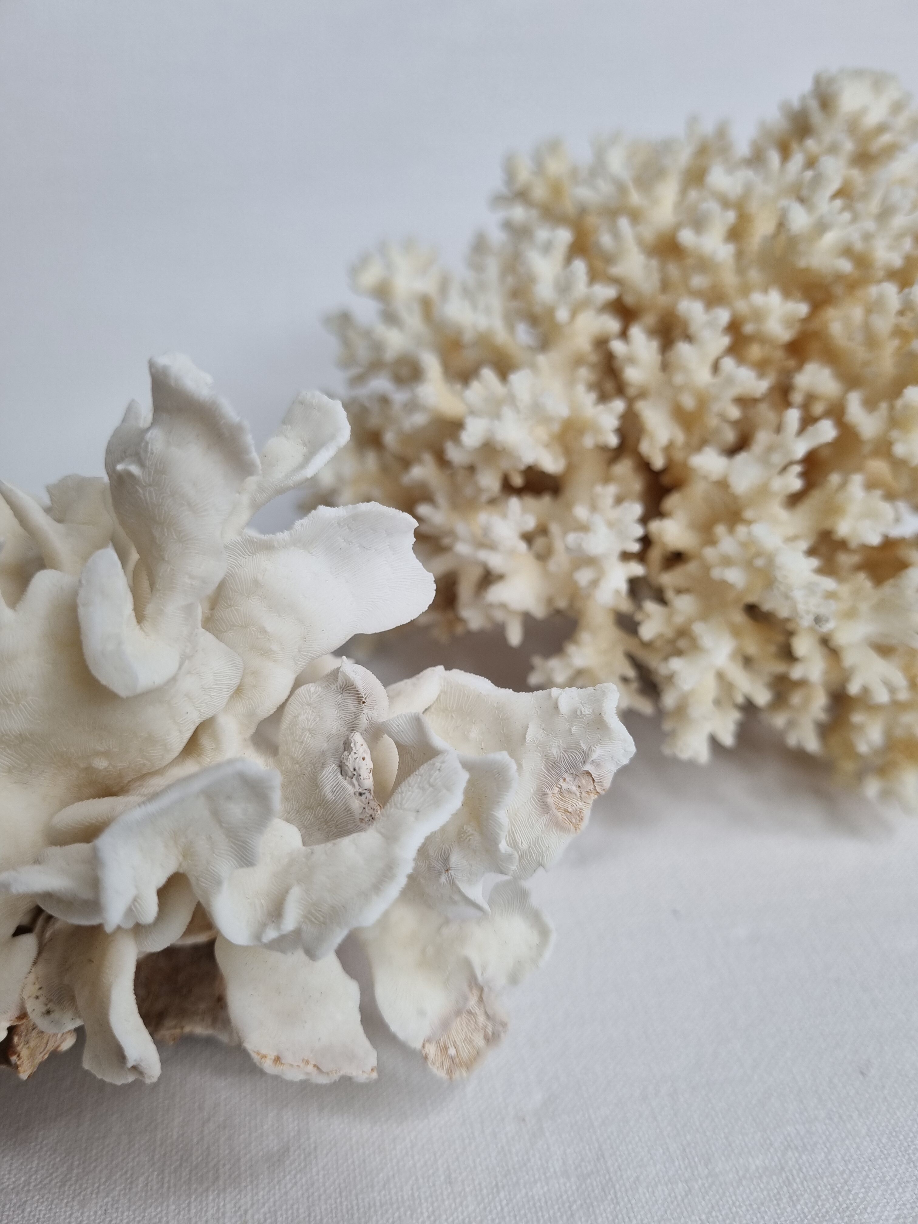 Set of two ancient white corals to lay