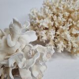 Set of two ancient white corals to lay