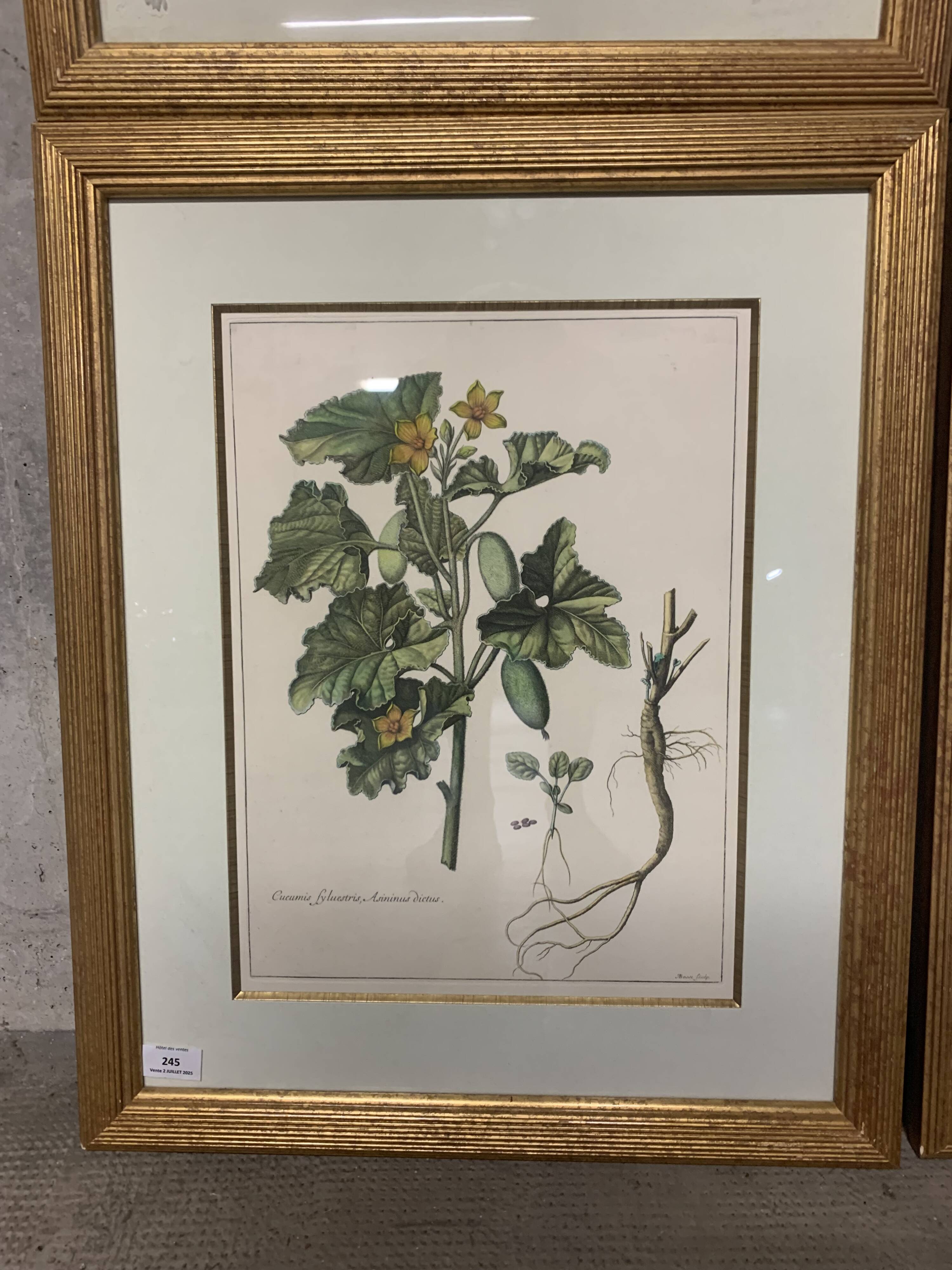 Lot of Paintings Botanical Engravings Old Vintage Herbariums