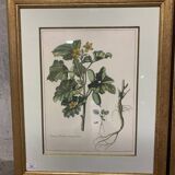 Lot of Paintings Botanical Engravings Old Vintage Herbariums
