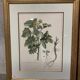 Lot of Paintings Botanical Engravings Old Vintage Herbariums