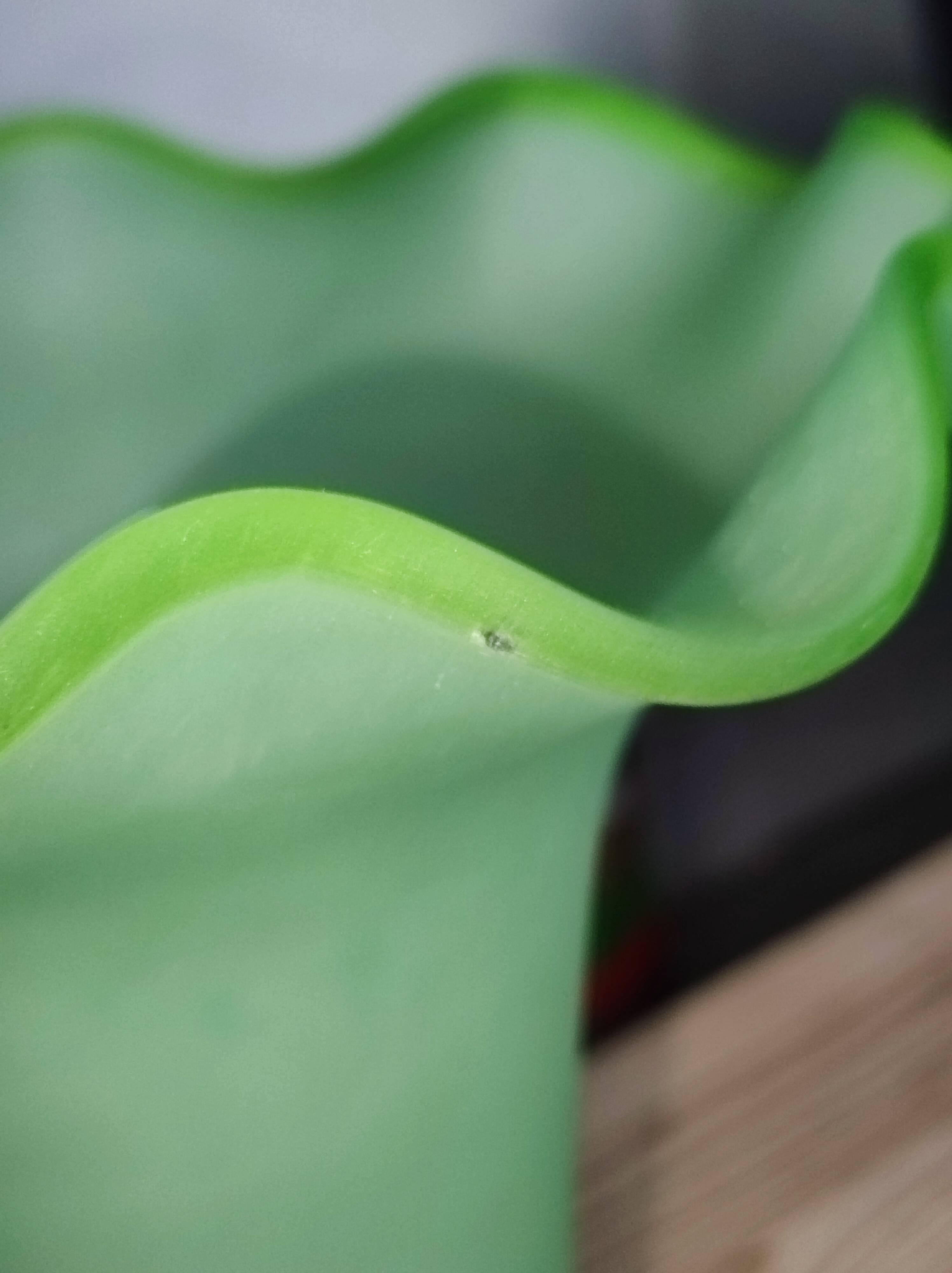 Vintage corolla vase