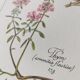 Botanical engraving -Astringent gargle formula- Illustration of medicinal plants and herbs
