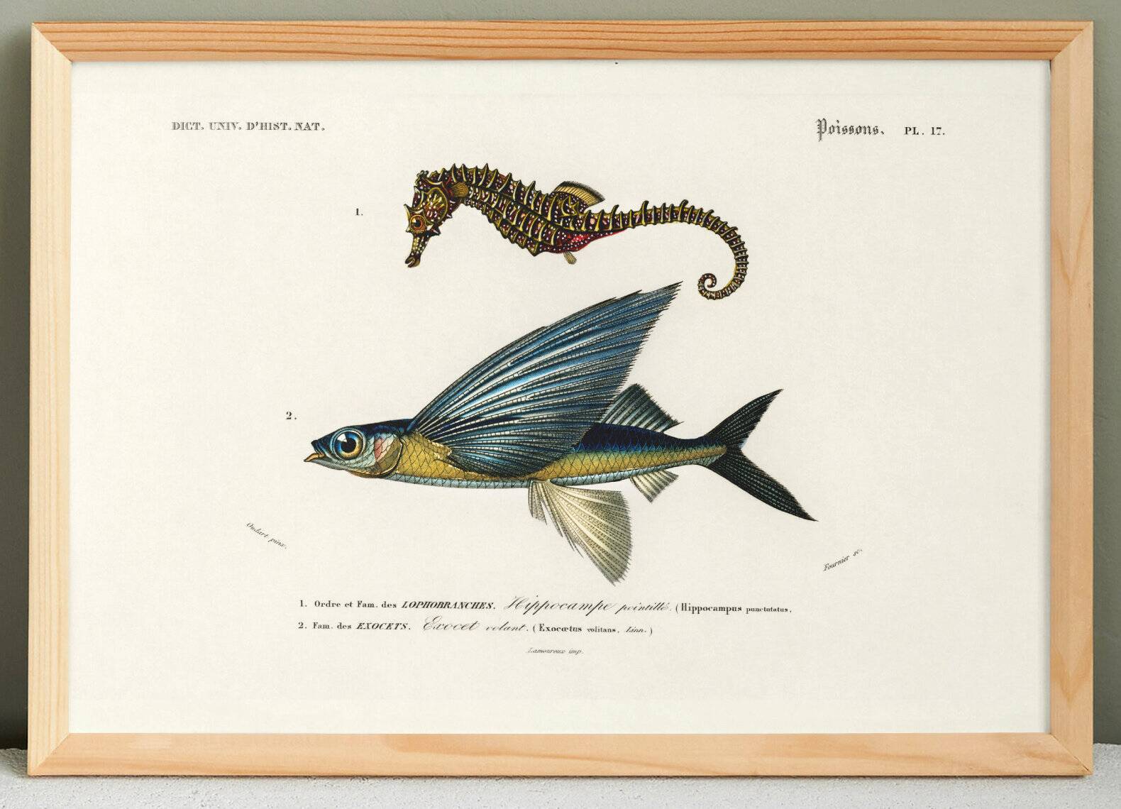 Poster of the Seahorse and the Flying Fish, based on an old engraving