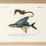 Poster of the Seahorse and the Flying Fish, based on an old engraving