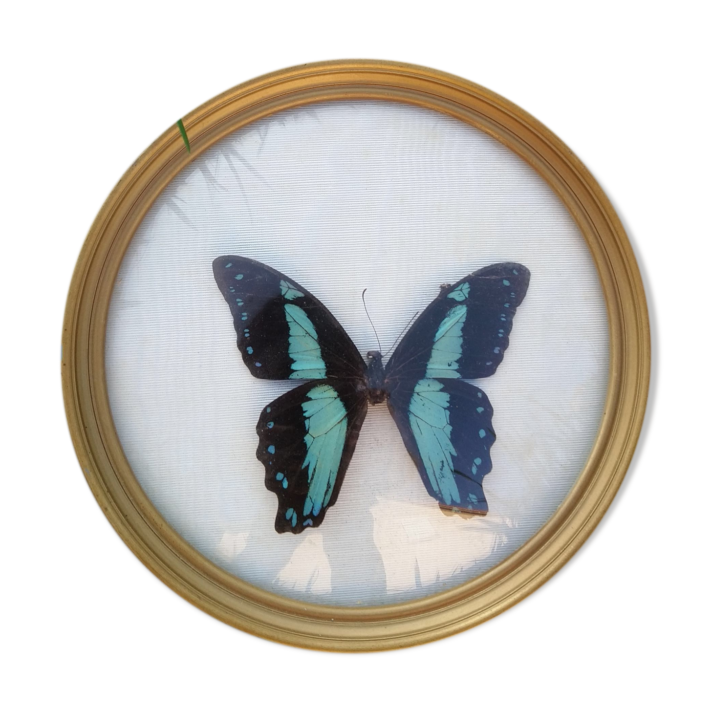 Butterfly round shape