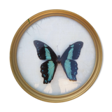 Butterfly round shape