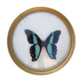 Papillon forme ronde