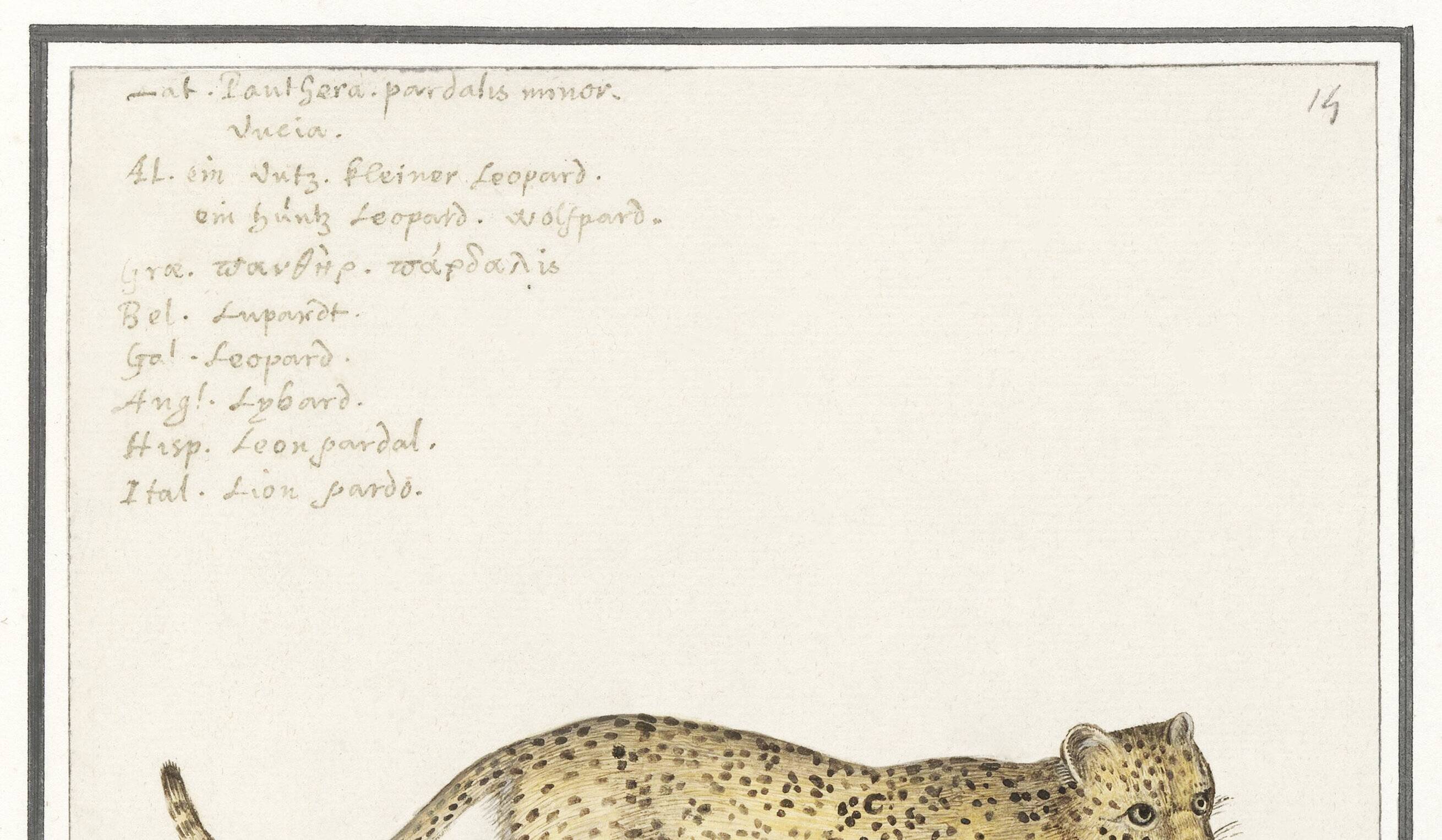 Small poster about the leopard, after an old engraving from 1610.