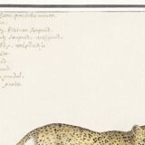 Small poster about the leopard, after an old engraving from 1610.