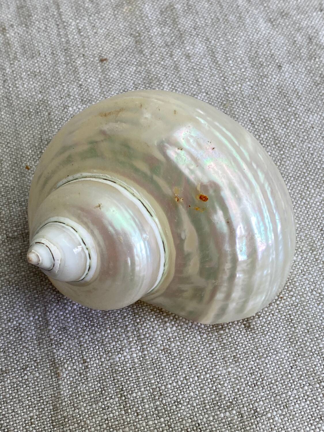 White mother-of-pearl shells, turbo imperialis