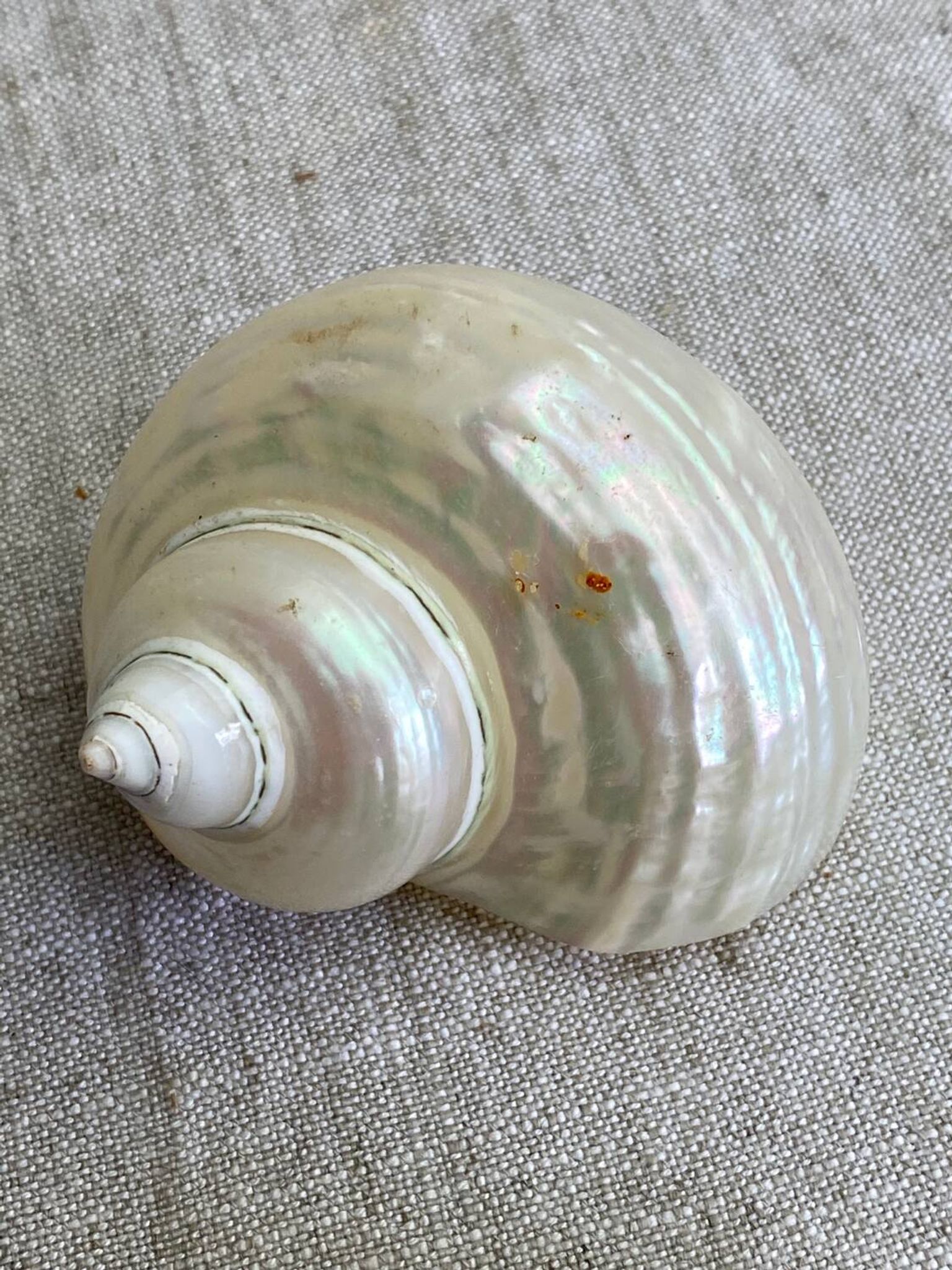 Coquillages nacre blanche, turbo imperialis