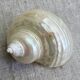 Coquillages nacre blanche, turbo imperialis