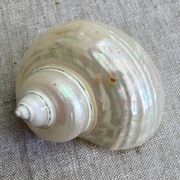 Coquillages nacre blanche, turbo imperialis