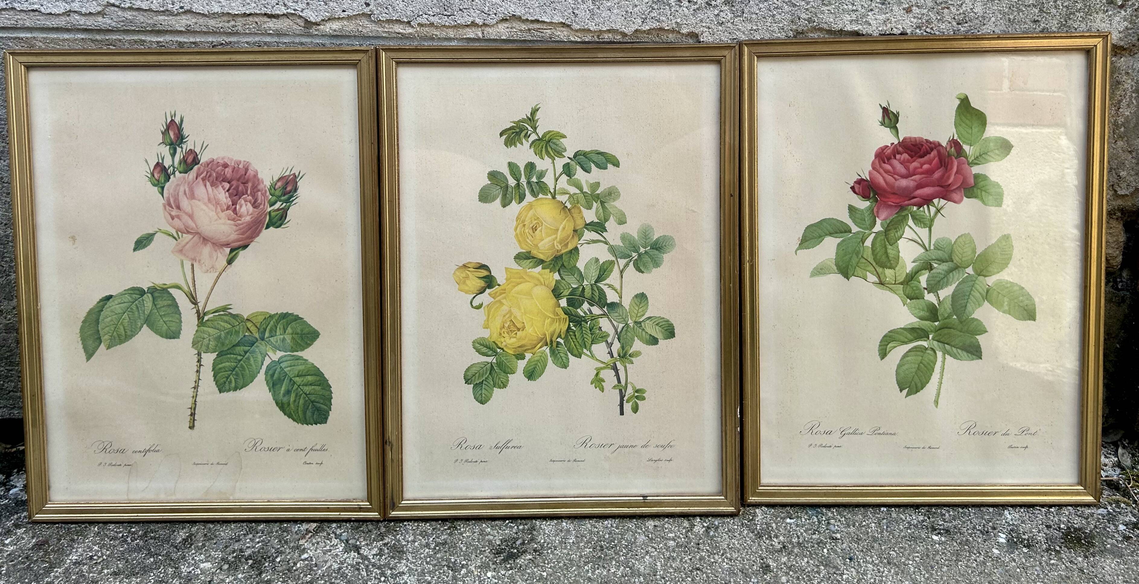 3 antique botanical engravings "Roses" after Redouté, reissue