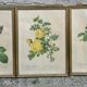 3 antique botanical engravings "Roses" after Redouté, reissue