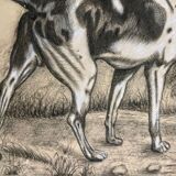 French Charcoal and white chalk drawing "English Pointer Dog Portrait",  1890s