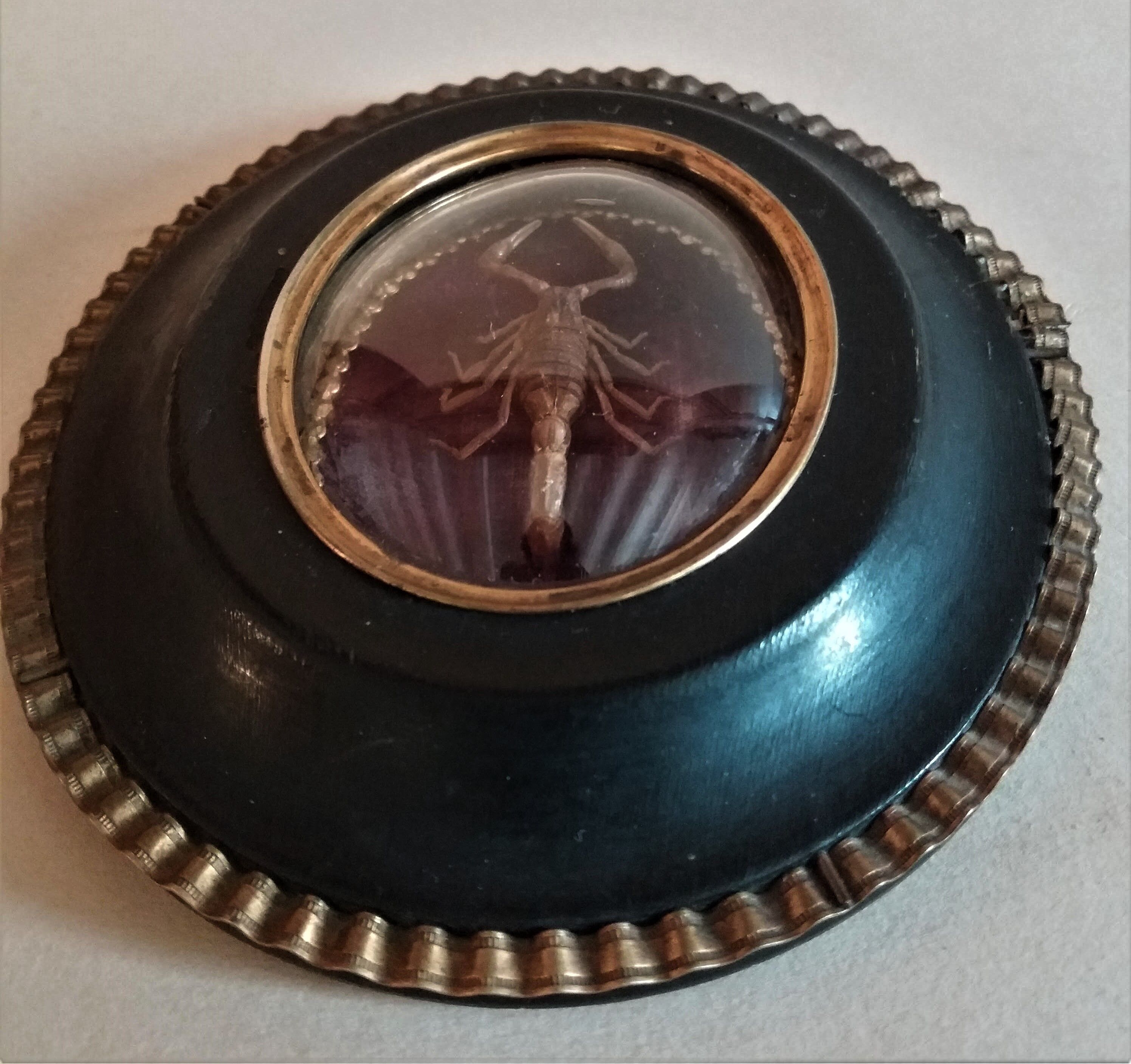 Cabinet of Curiosities medallion with scorpion odonturus dentatus