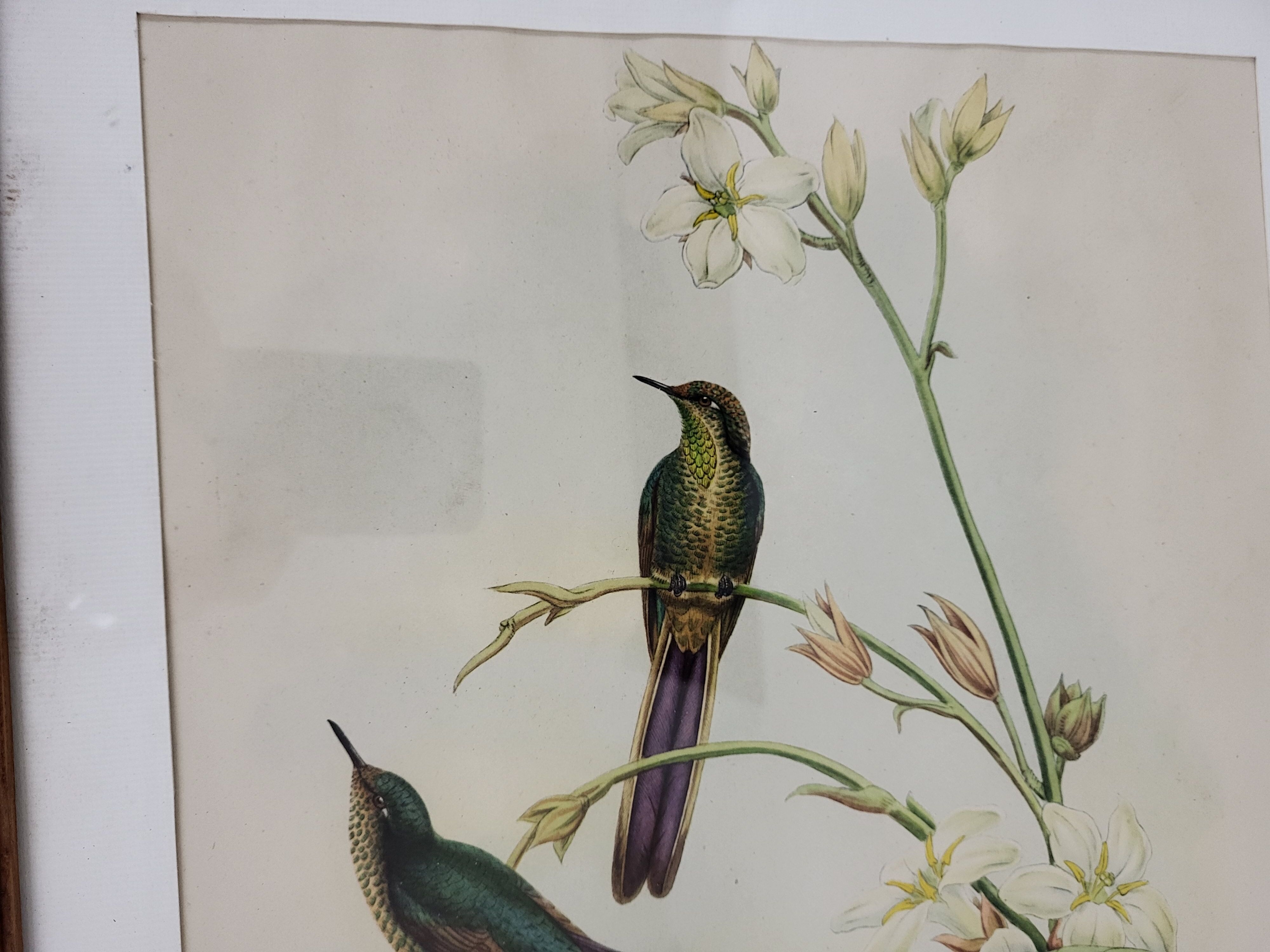 Botanical poster Lithograph Tropical bird - J. Gould and H.C. Richter