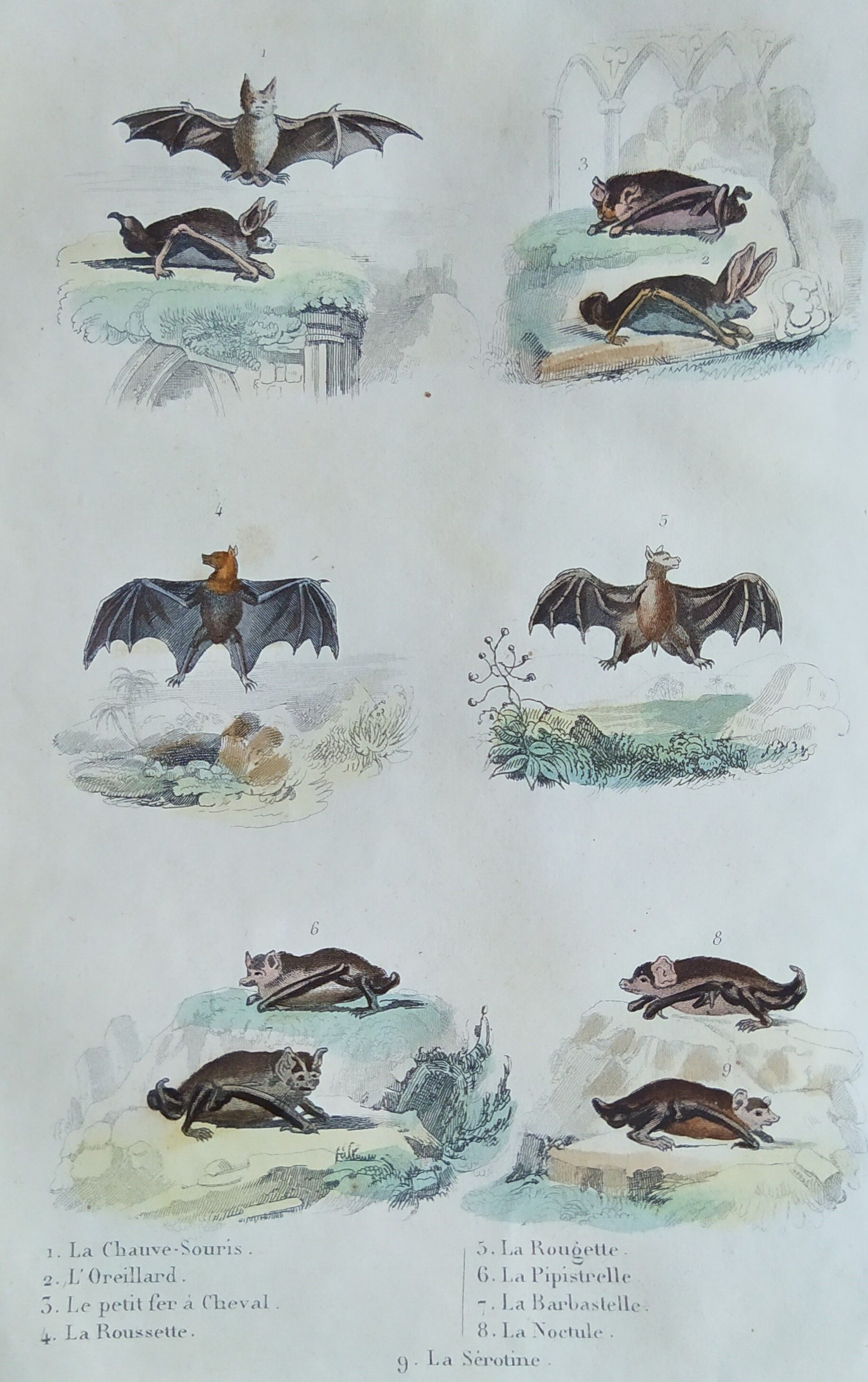 Planche Ornithologique originale " Chauve souris - Oreillard - &c... " Buffon 1836
