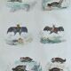 Original ornithological plate "Bat - Long-eared bat - &c..." Buffon 1836
