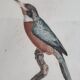 Gravure originale du début du XIXème siècle, Petit Jacamar d'après Jacques Barraband (1806)